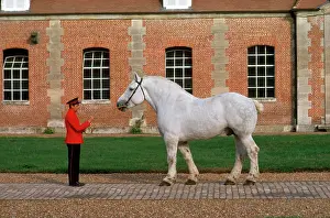Percheron: Percheron Horse