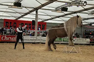 Heavy: Show with a Percheron Horse - Equestrian France