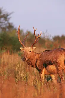 Ingrid Van Den Berg: Pere DavidIs DEER - male, extinct in wild