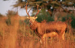 Ingrid Van Den Berg: Pere DavidIs DEER - male, extinct in wild