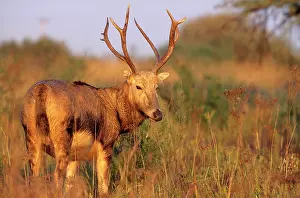 Ingrid Van Den Berg: Pere DavidIs DEER - male, extinct in wild
