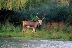 Ingrid Van Den Berg: Pere DavidIs DEER - male, extinct in wild