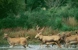 Ingrid Van Den Berg: Pere DavidIs DEER - running in water, extinct in wild