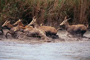 Ingrid Van Den Berg: Pere DavidIs DEER - running in water, extinct in wild