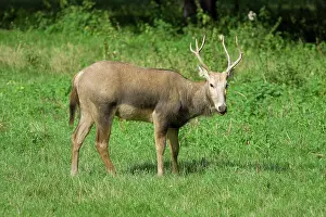 Lelystad: Pere David's Deer