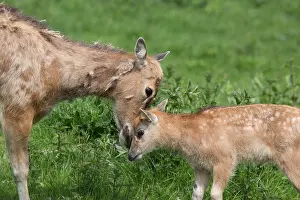 Flevoland: Pere David's Deer (Elaphurus davidianus) mothe