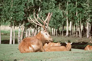 Antlers: PERE DAVID'S DEER - male