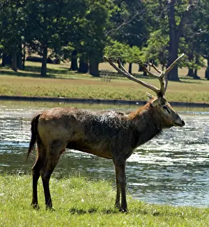 Worn: Pere David's deer / Milu - with worn antlers