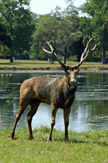 Worn: Pere David's deer / Milu - with worn antlers