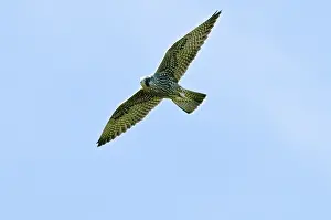 Peregrinus: Peregrine Falcon
