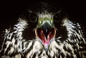 Peregrinus: Peregrine Falcon