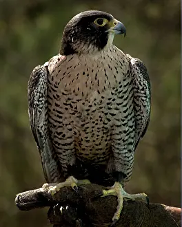Peregrinus: Peregrine Falcon