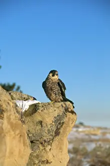 Peregrinus: Peregrine Falcon