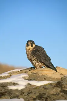 Peregrinus: Peregrine Falcon