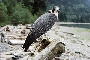 Peregrinus: Peregrine Falcon