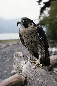 Peregrinus: Peregrine Falcon