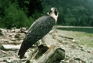 Peregrinus: Peregrine Falcon