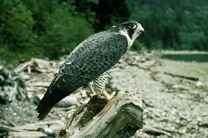 Peregrinus: Peregrine Falcon