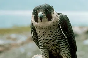 Peregrinus: Peregrine Falcon