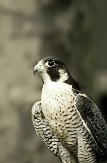 Philadelphia: Peregrine Falcon