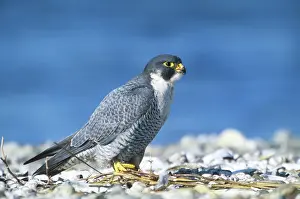 Peregrinus: Peregrine Falcon
