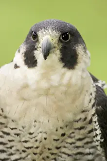 Peregrinus: Peregrine Falcon