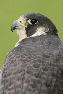 Peregrinus: Peregrine Falcon
