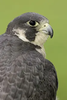 Peregrinus: Peregrine Falcon