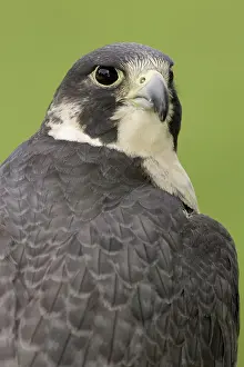 Peregrinus: Peregrine Falcon