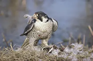 Peregrinus: Peregrine Falcon