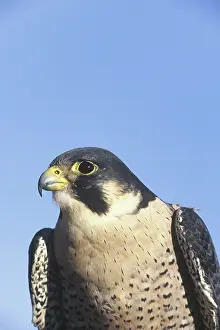 Peregrinus: Peregrine Falcon