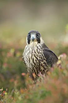 Peregrinus: Peregrine Falcon