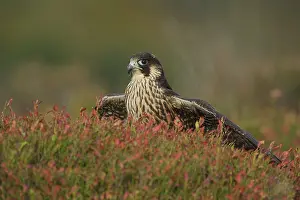 Peregrinus: Peregrine Falcon