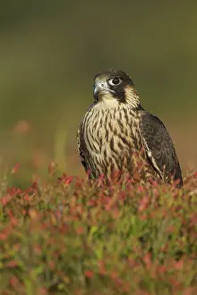 Peregrinus: Peregrine Falcon