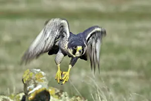 Peregrinus: Peregrine Falcon
