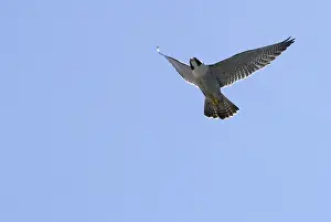 Peregrinus: Peregrine Falcon