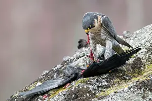 Peregrinus: Peregrine Falcon