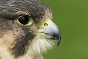 Peregrinus: Peregrine Falcon