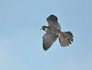 Peregrinus: Peregrine Falcon
