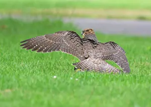 Peregrinus: Peregrine Falcon