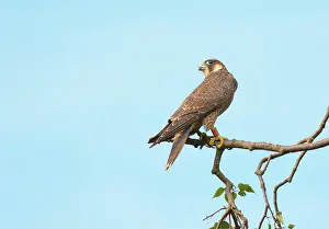 Peregrinus: Peregrine Falcon