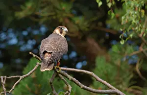 Peregrinus: Peregrine Falcon