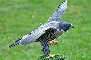 Peregrinus: Peregrine Falcon