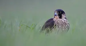 Peregrinus: Peregrine Falcon
