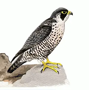 Peregrinus: Peregrine Falcon