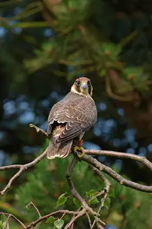 Peregrinus: Peregrine Falcon