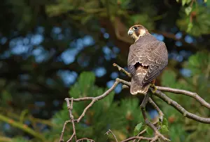 Peregrinus: Peregrine Falcon