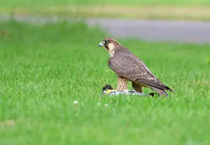 Peregrinus: Peregrine Falcon