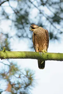 Peregrinus: Peregrine Falcon