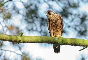 Peregrinus: Peregrine Falcon